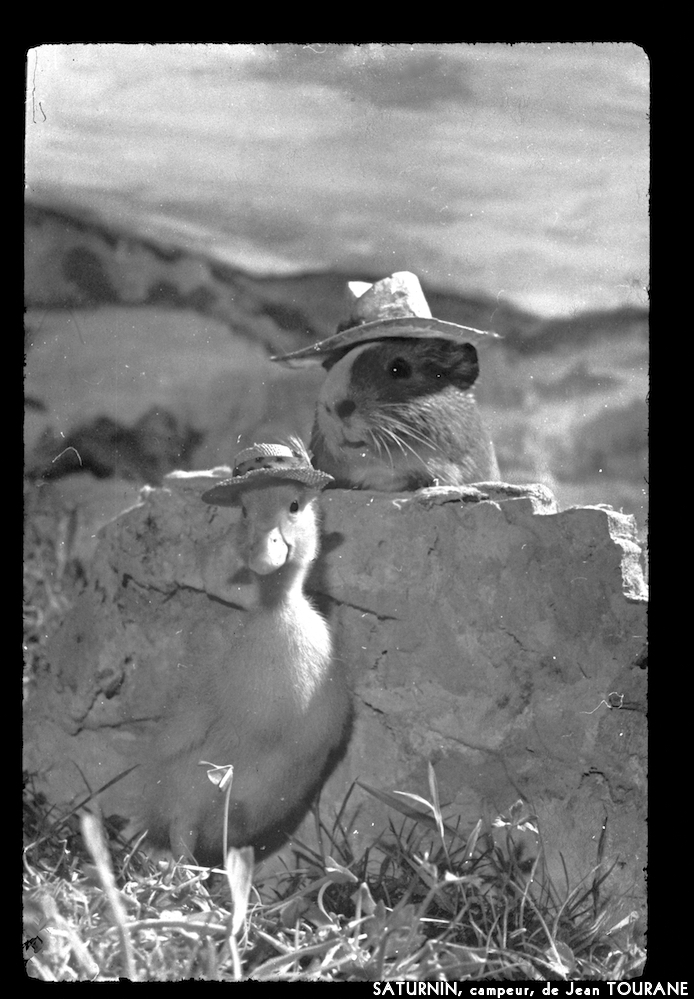 image: This is ‘
saturnin, campeur 1
’.