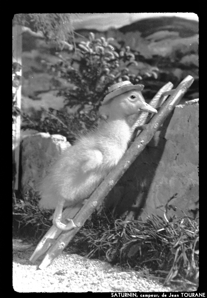 image: This is ‘
saturnin, campeur 2
’.