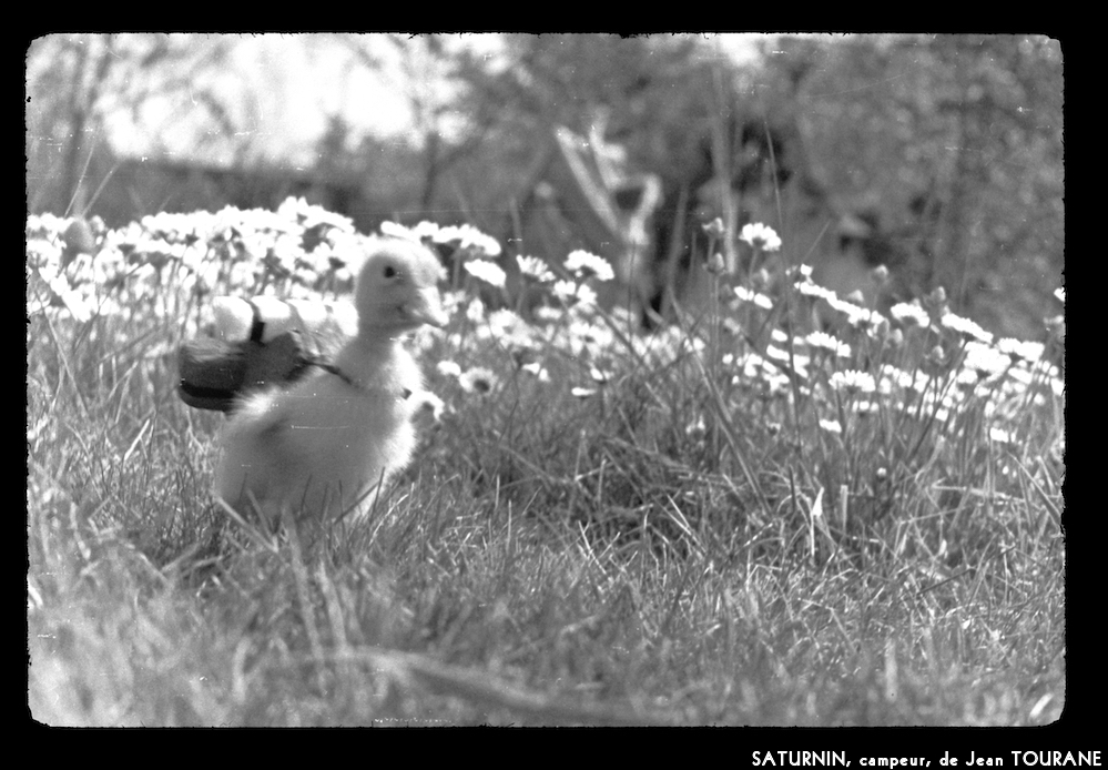 image: This is ‘
saturnin, campeur 7
’.