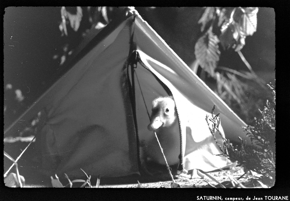 image: This is ‘
saturnin, campeur 8
’.