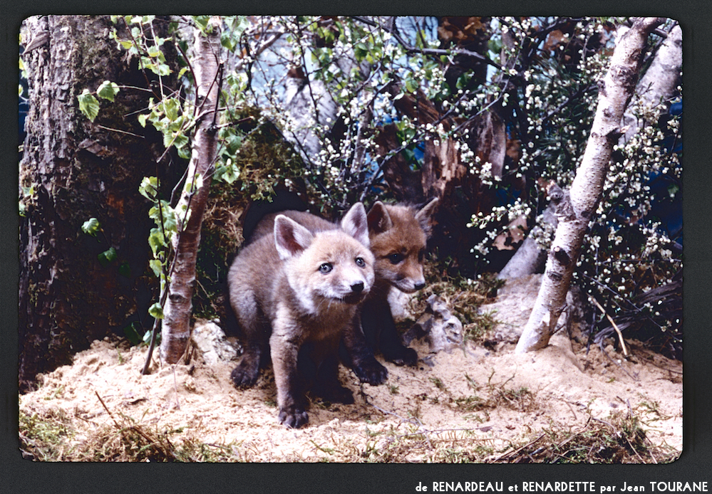 image: This is ‘
renardeau et renardette 1
’.