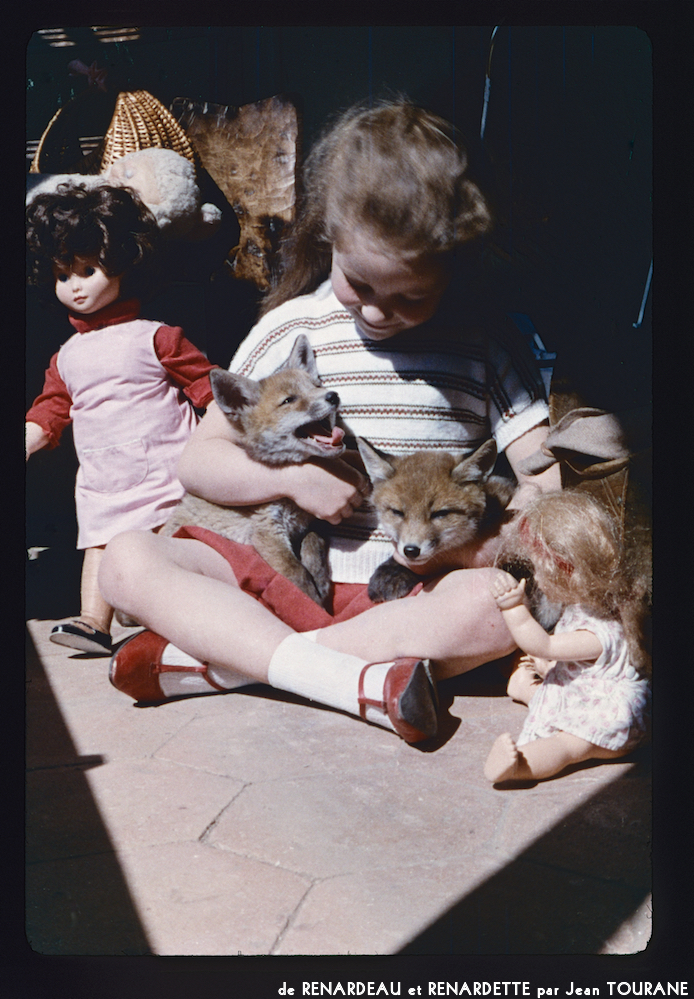 image: Voici ‘renardeau et renardette 10’.