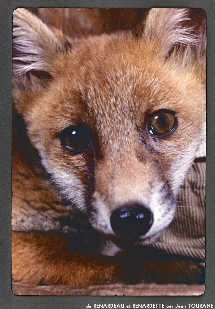 image: Voici ‘renardeau et renardette 11’.