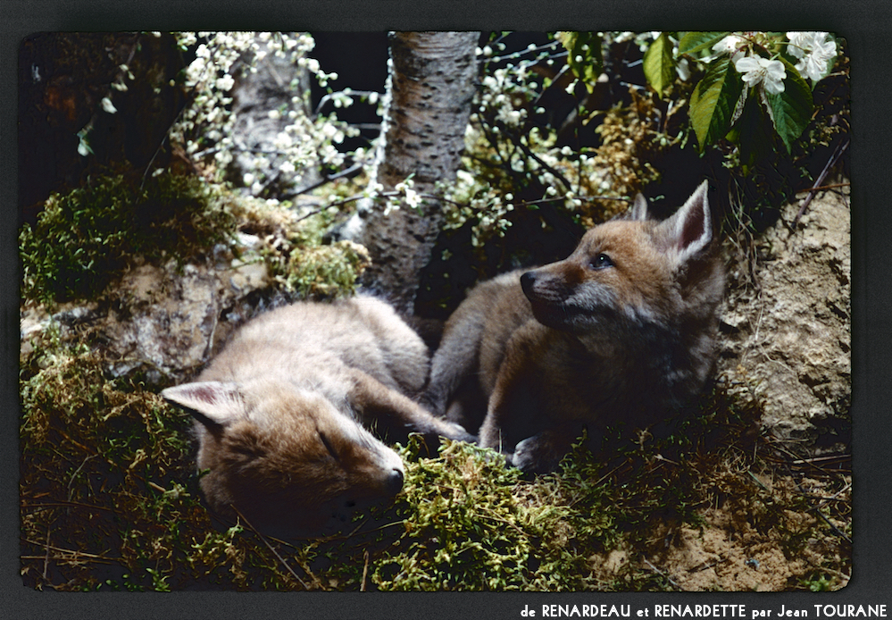 image: This is ‘
renardeau et renardette 12
’.