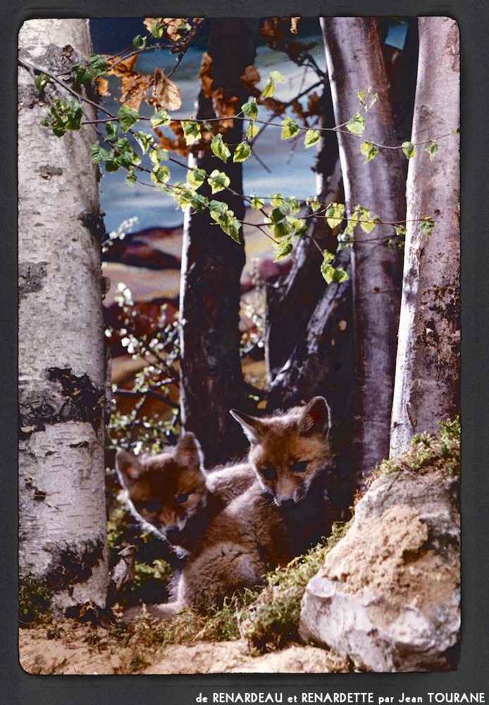 image: This is ‘
renardeau et renardette 2
’.