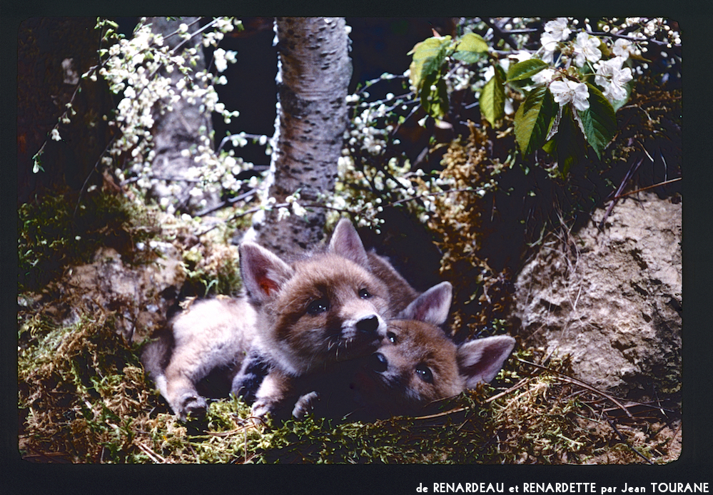 image: This is ‘
renardeau et renardette 3
’.