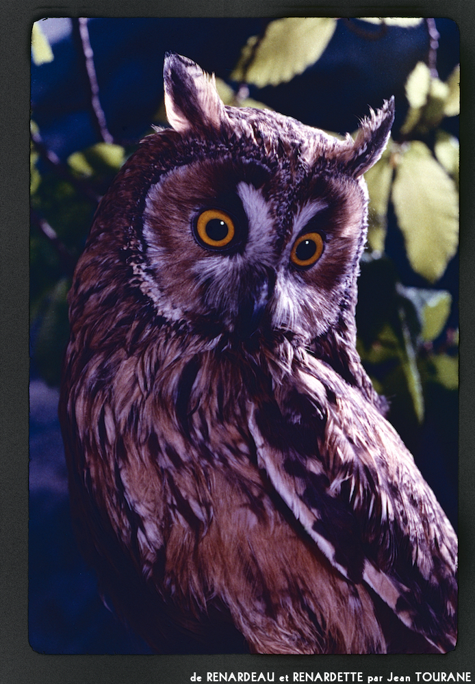 image: This is ‘
renardeau et renardette 4
’.