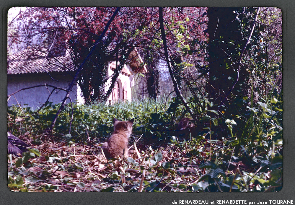 image: Voici ‘renardeau et renardette 5’.
