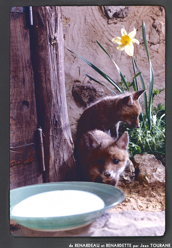 image: This is ‘
renardeau et renardette 6
’.