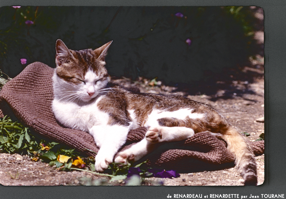image: This is ‘
renardeau et renardette 7
’.