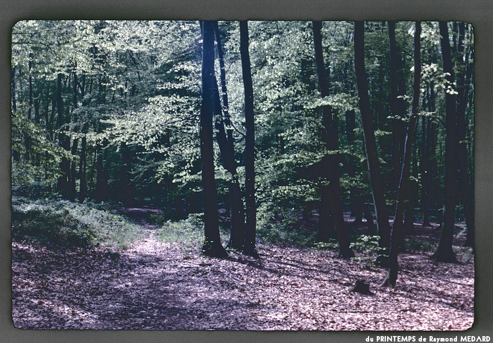 image: This is ‘
le printemps 10
’.