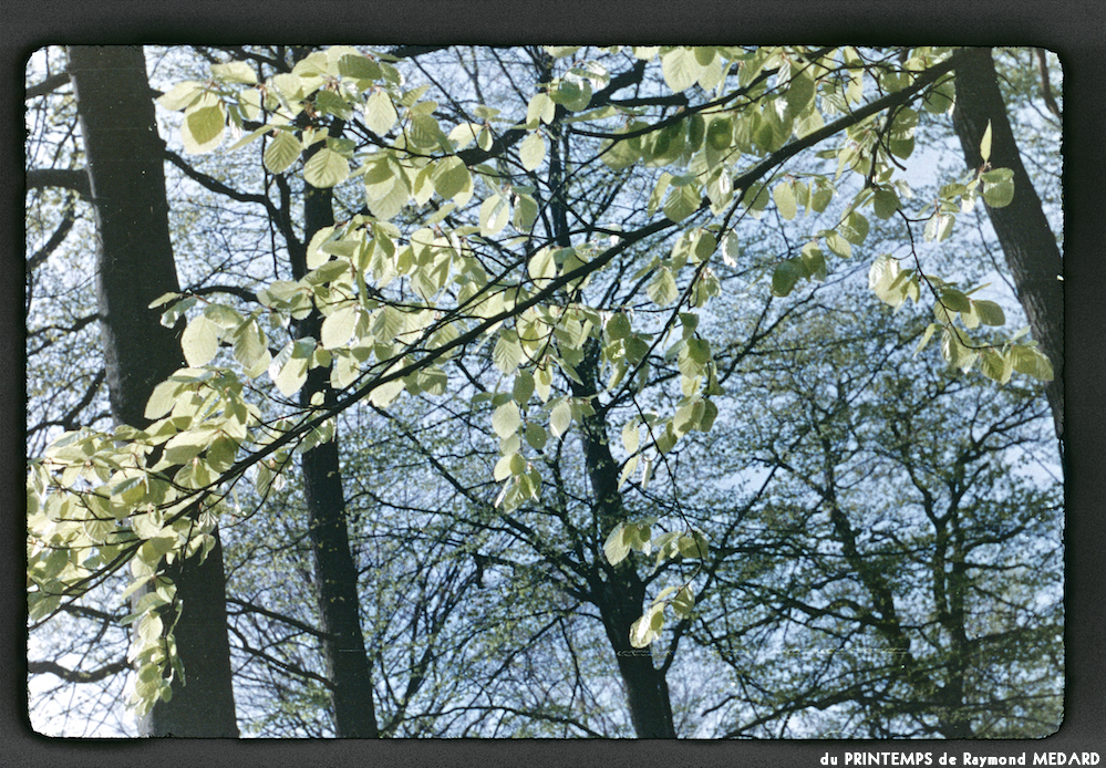 image: This is ‘
le printemps 11
’.