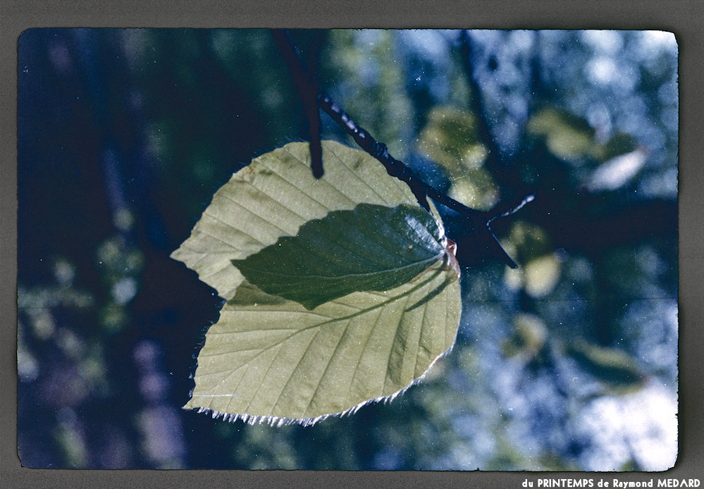 image: This is ‘
le printemps 12
’.