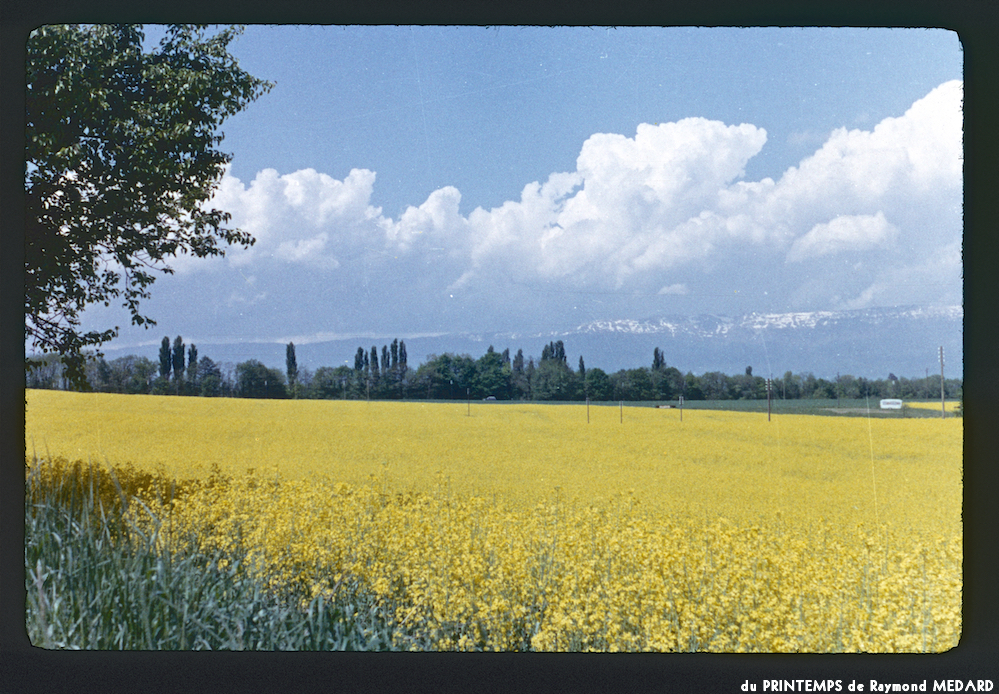 image: This is ‘
le printemps 13
’.