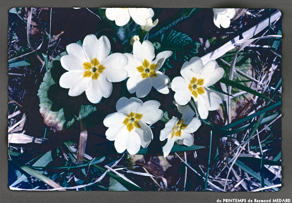 image: This is ‘
le printemps 14
’.