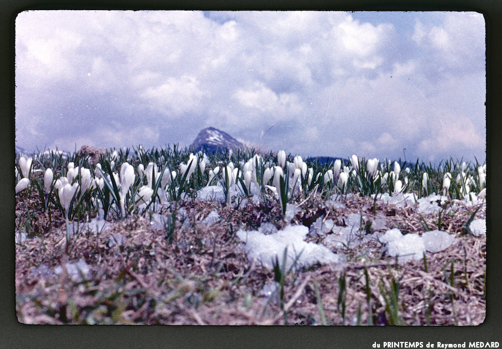 image: This is ‘
le printemps 15
’.