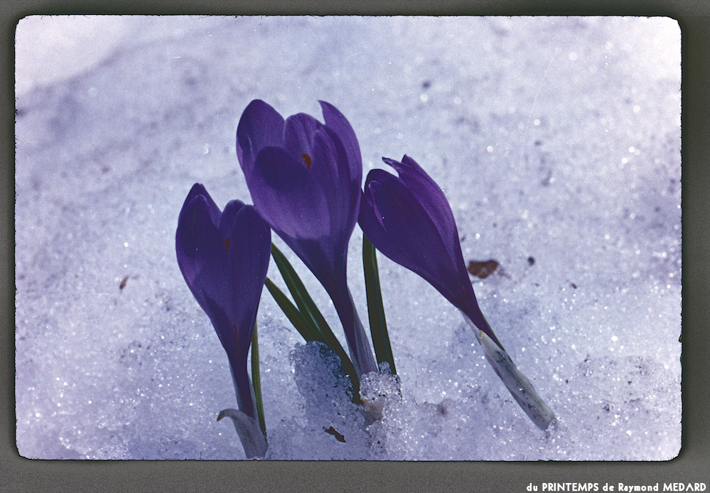 image: This is ‘
le printemps 16
’.