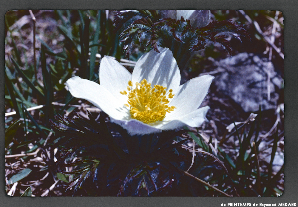 image: This is ‘
le printemps 17
’.