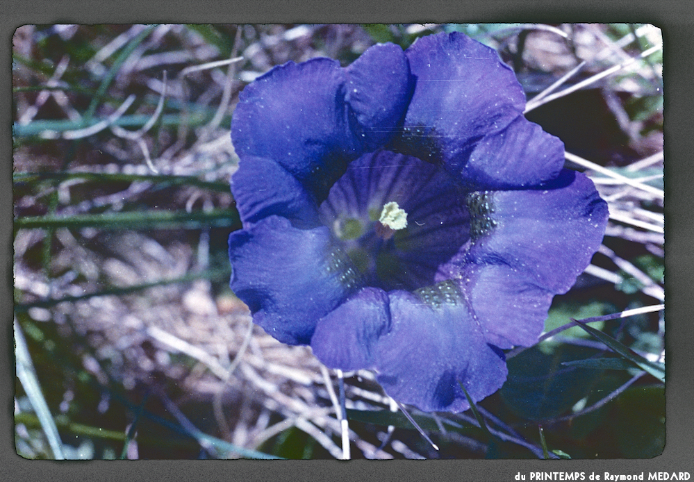 image: This is ‘
le printemps 18
’.