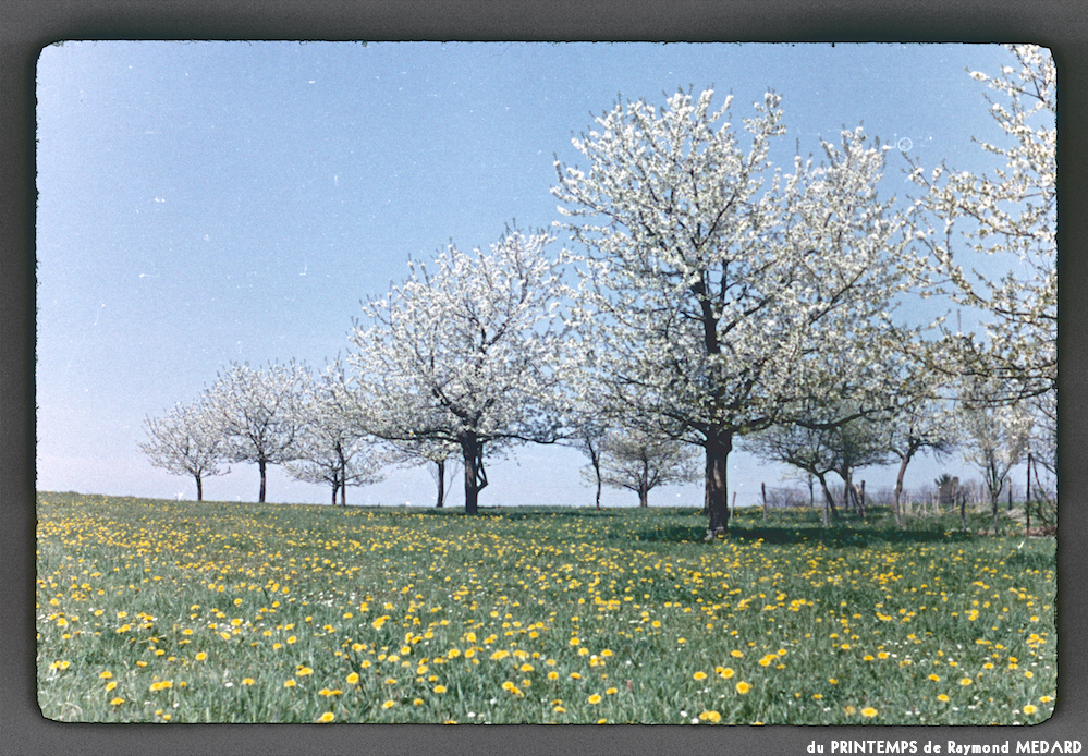 image: This is ‘
le printemps 2
’.