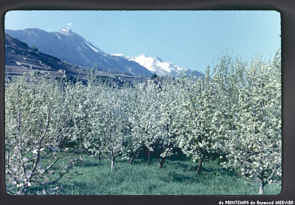 image: This is ‘
le printemps 3
’.