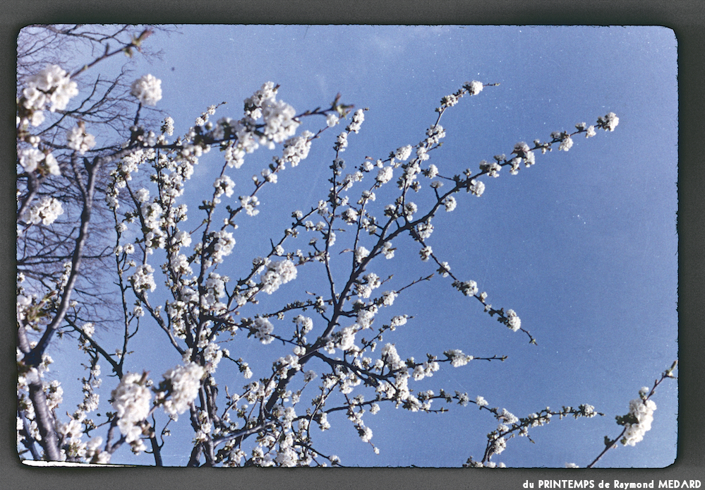 image: This is ‘
le printemps 4
’.