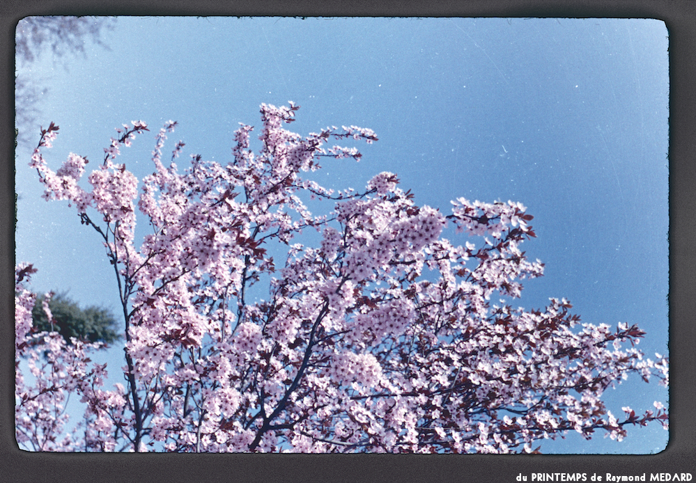 image: This is ‘
le printemps 5
’.