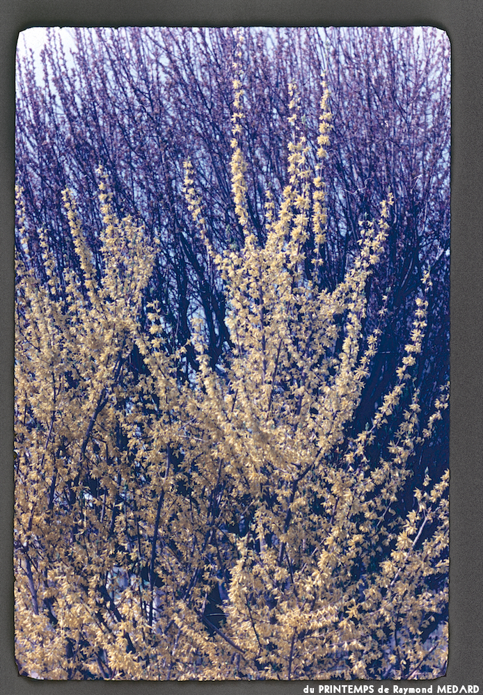 image: This is ‘
le printemps 6
’.