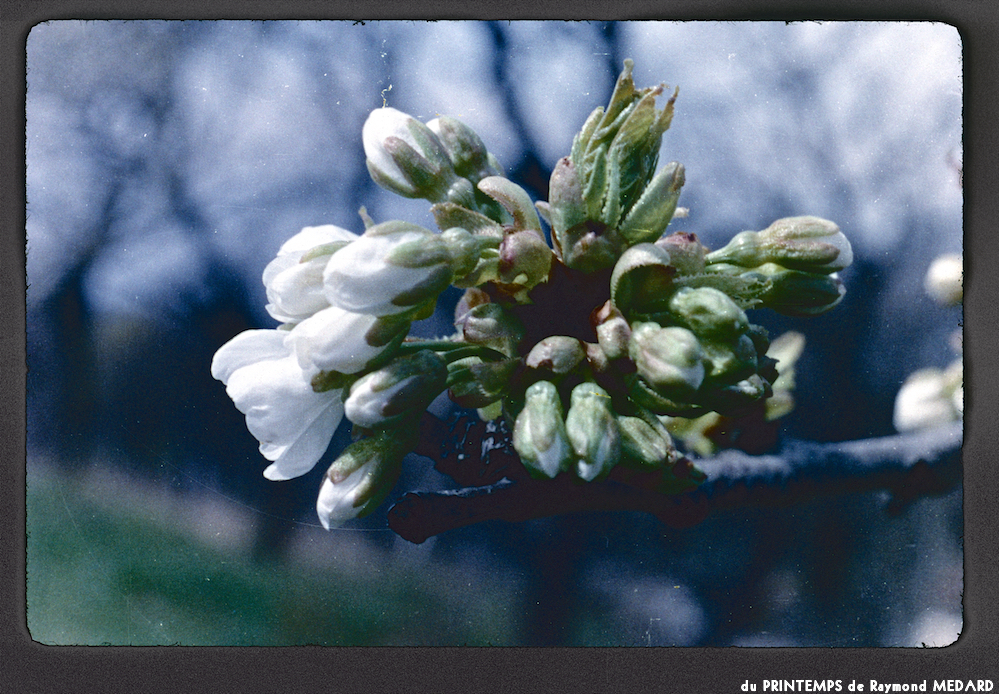 image: This is ‘
le printemps 7
’.