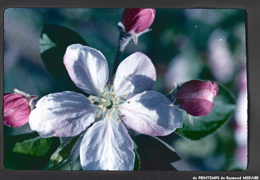 image: This is ‘
le printemps 8
’.