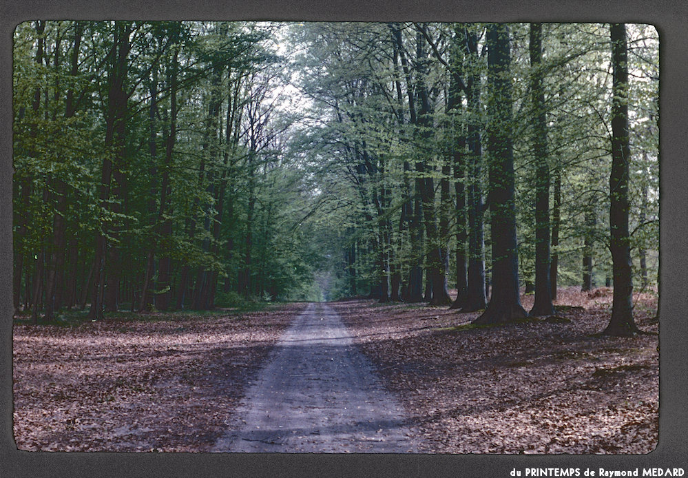 image: This is ‘
le printemps 9
’.