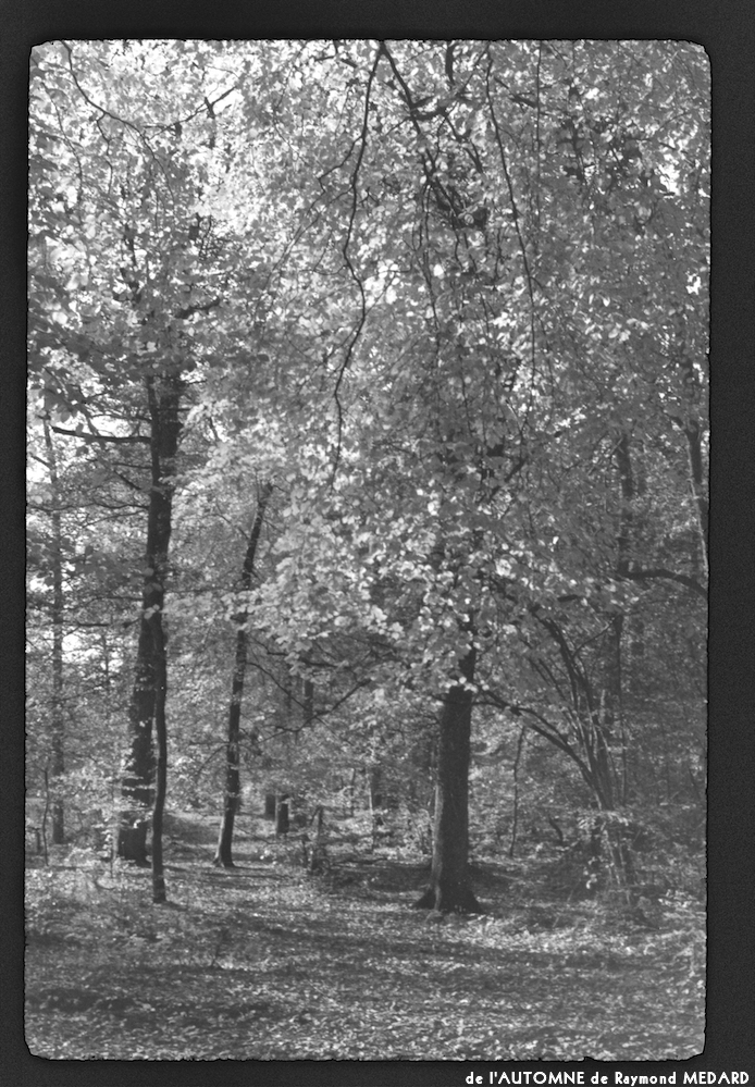 image: This is ‘
l’automne 1
’.