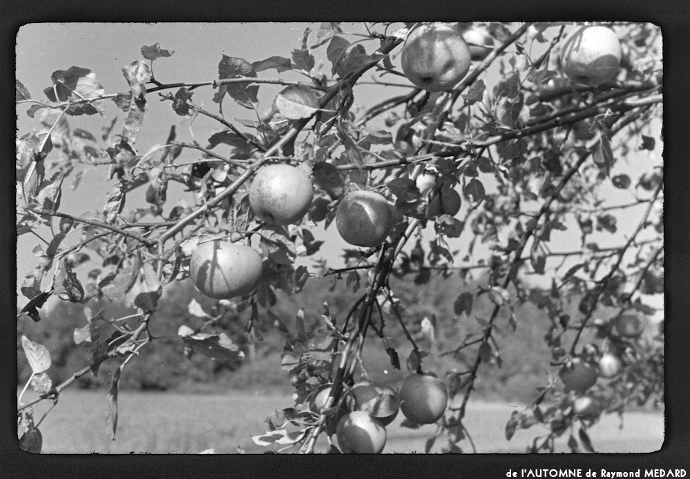 image: This is ‘
l’automne 11
’.