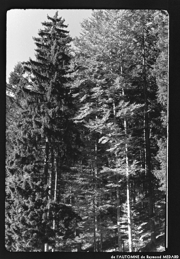 image: This is ‘
l’automne 14
’.