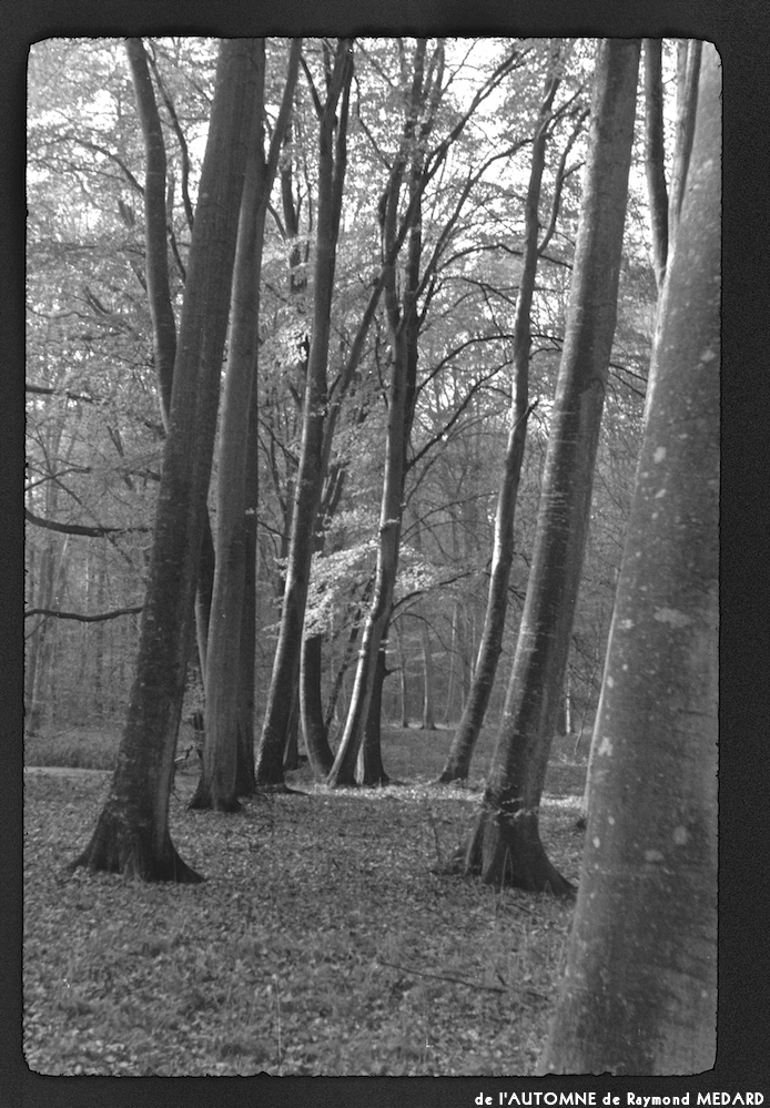 image: This is ‘
l’automne 2
’.