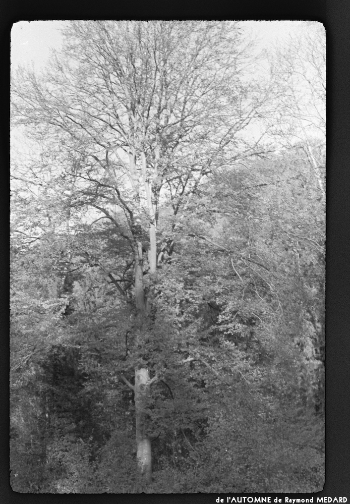 image: This is ‘
l’automne 3
’.