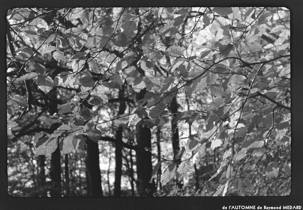 image: This is ‘
l’automne 6
’.