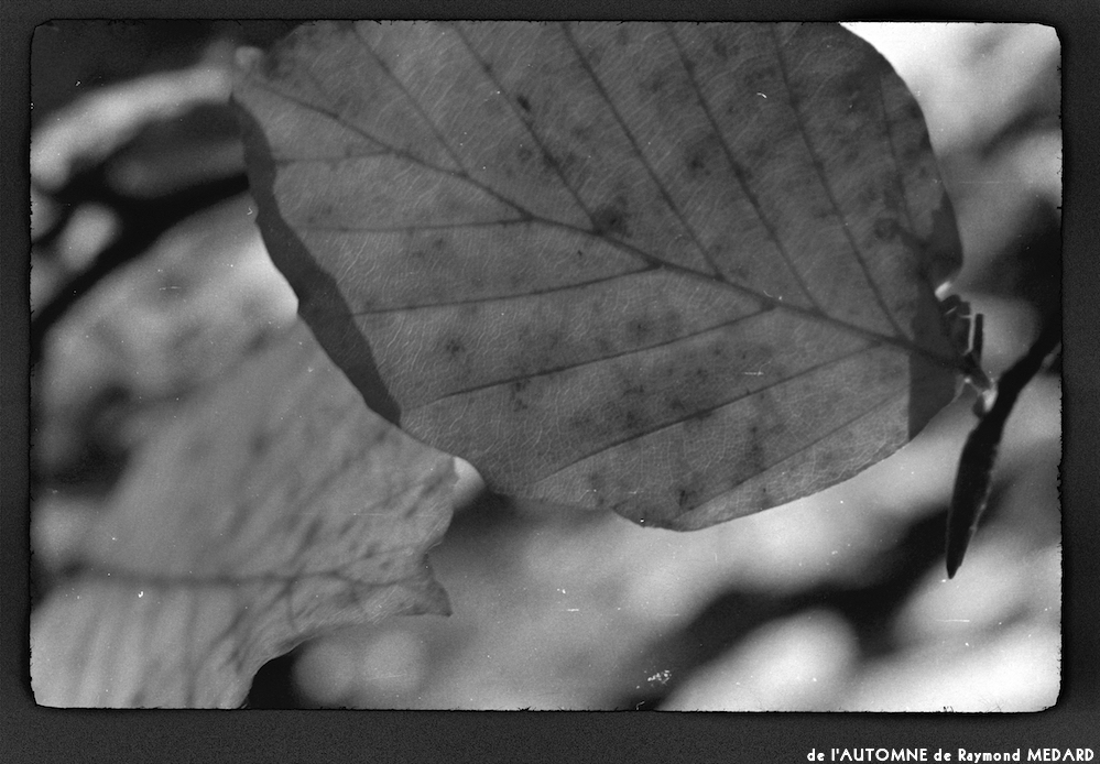 image: This is ‘
l’automne 7
’.