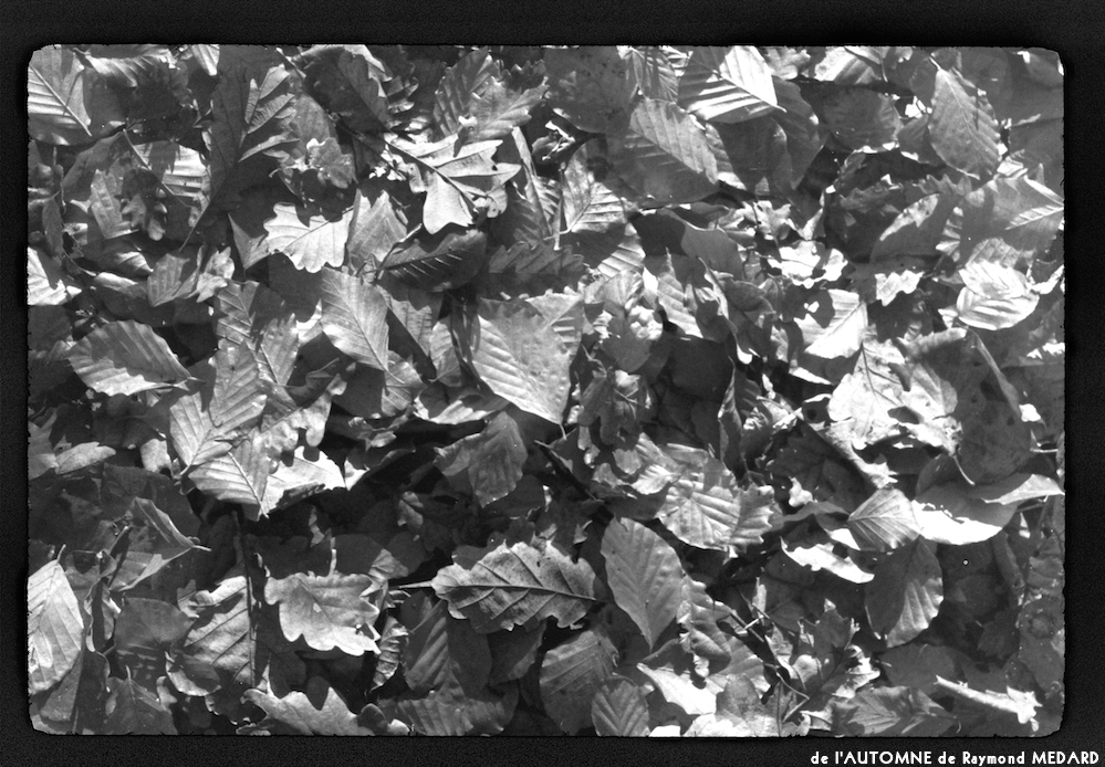 image: This is ‘
l’automne 8
’.