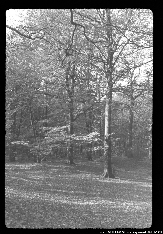 image: This is ‘
l’automne 9
’.