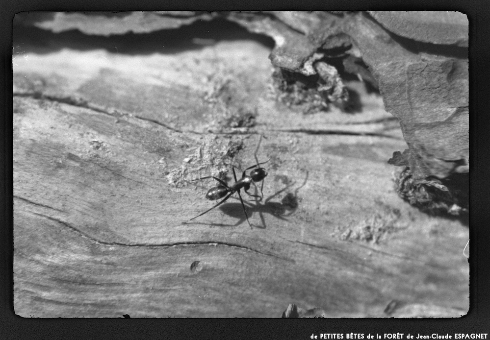 image: This is ‘
PETITES BÊTES de la FORÊT 11
’.