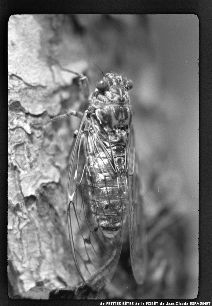 image: This is ‘
PETITES BÊTES de la FORÊT 13
’.