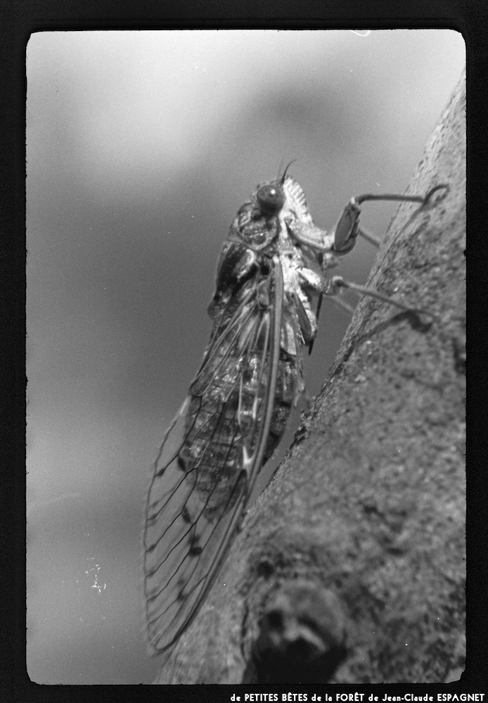 image: This is ‘
PETITES BÊTES de la FORÊT 14
’.