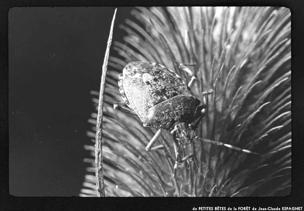 image: This is ‘
PETITES BÊTES de la FORÊT 15
’.