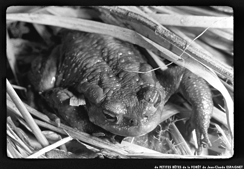 image: This is ‘
PETITES BÊTES de la FORÊT 18
’.
