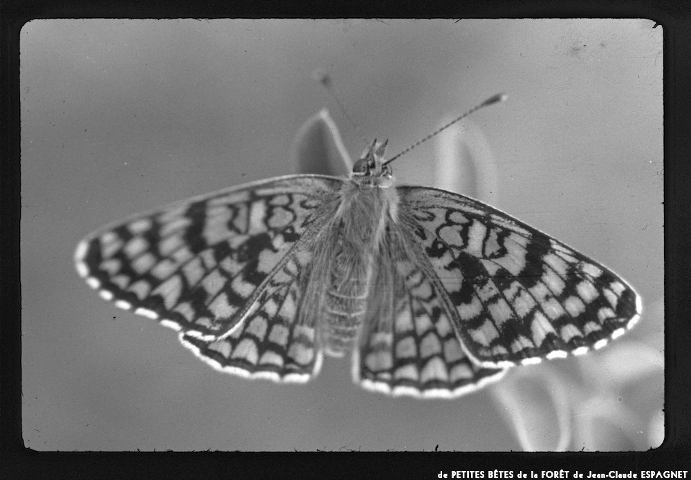 image: This is ‘
PETITES BÊTES de la FORÊT 2
’.