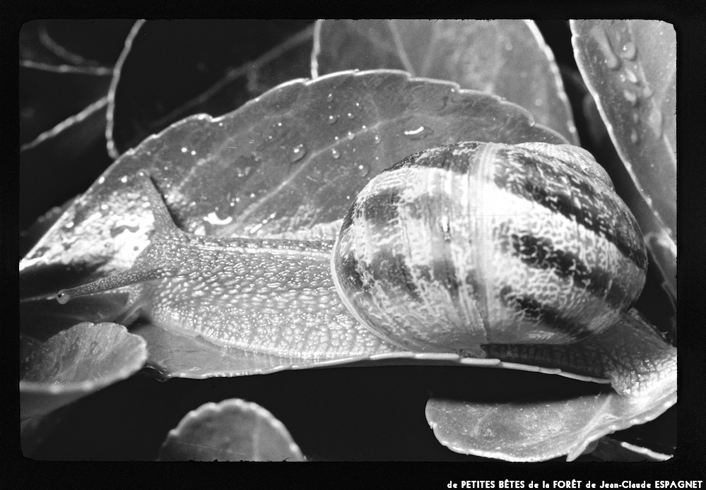 image: This is ‘
PETITES BÊTES de la FORÊT 3
’.