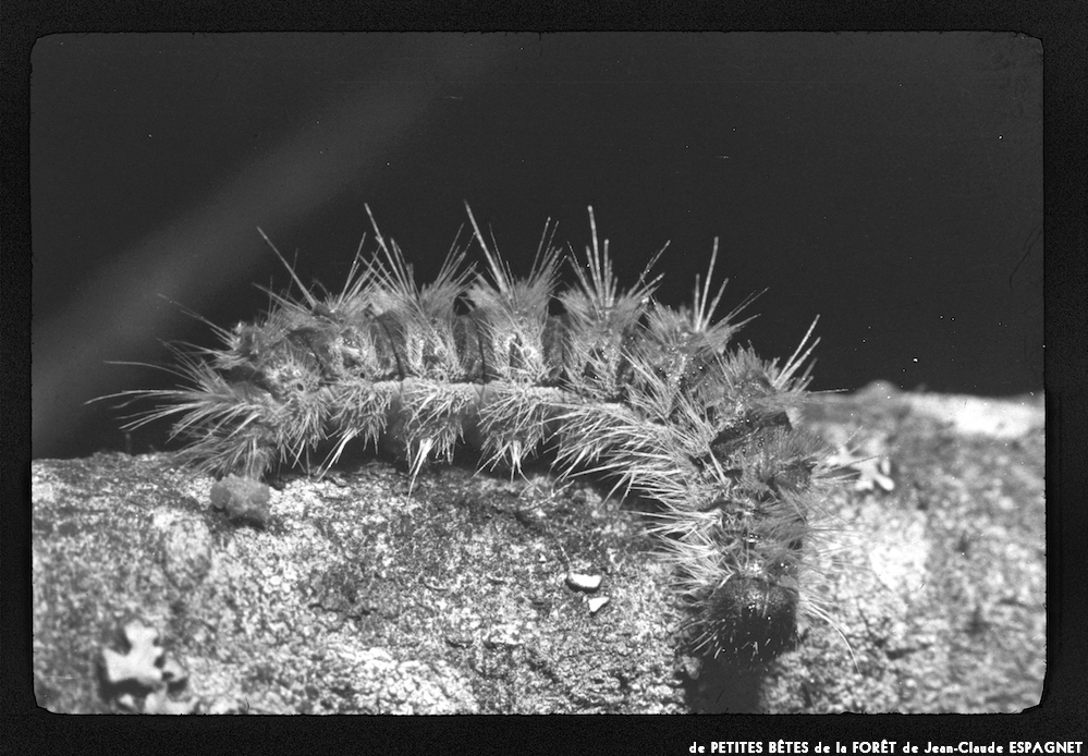 image: This is ‘
PETITES BÊTES de la FORÊT 4
’.