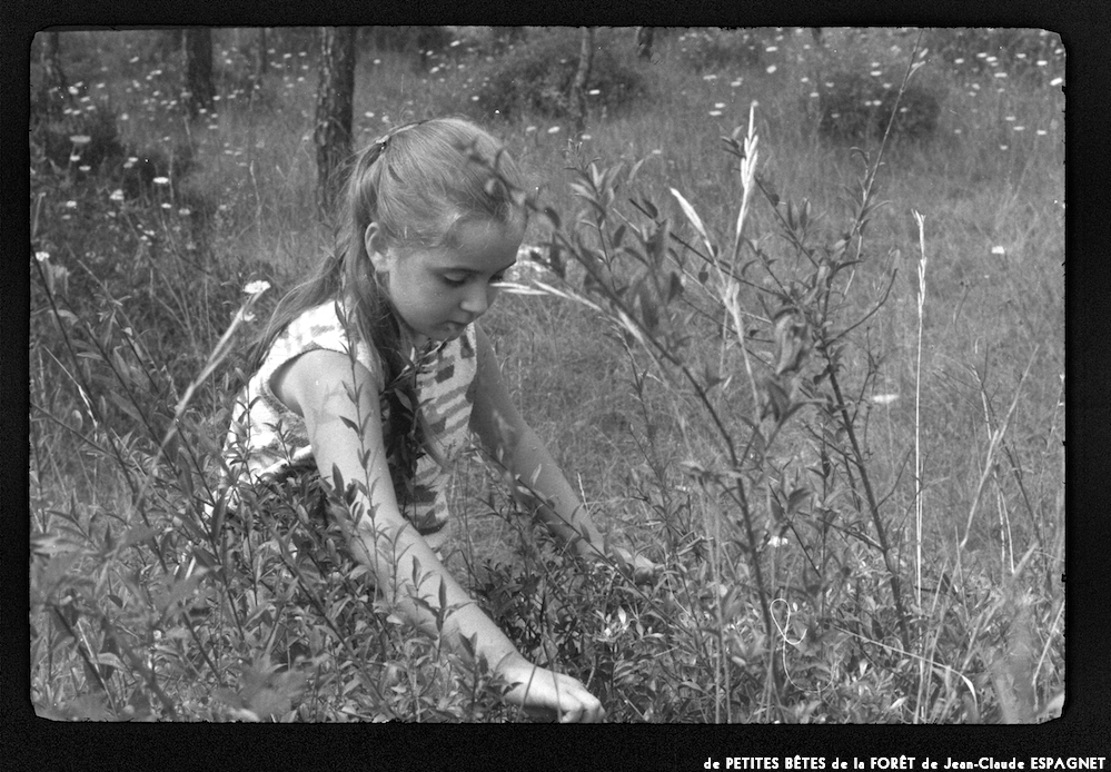 image: This is ‘
PETITES BÊTES de la FORÊT 5
’.