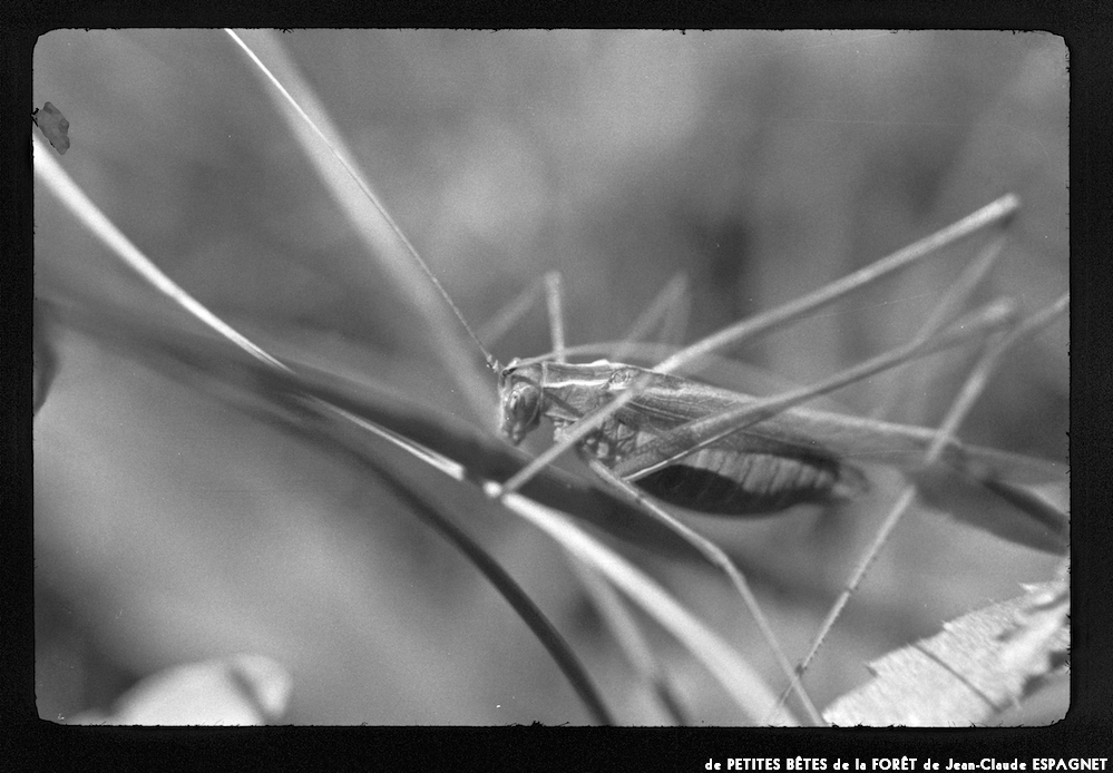 image: This is ‘
PETITES BÊTES de la FORÊT 6
’.